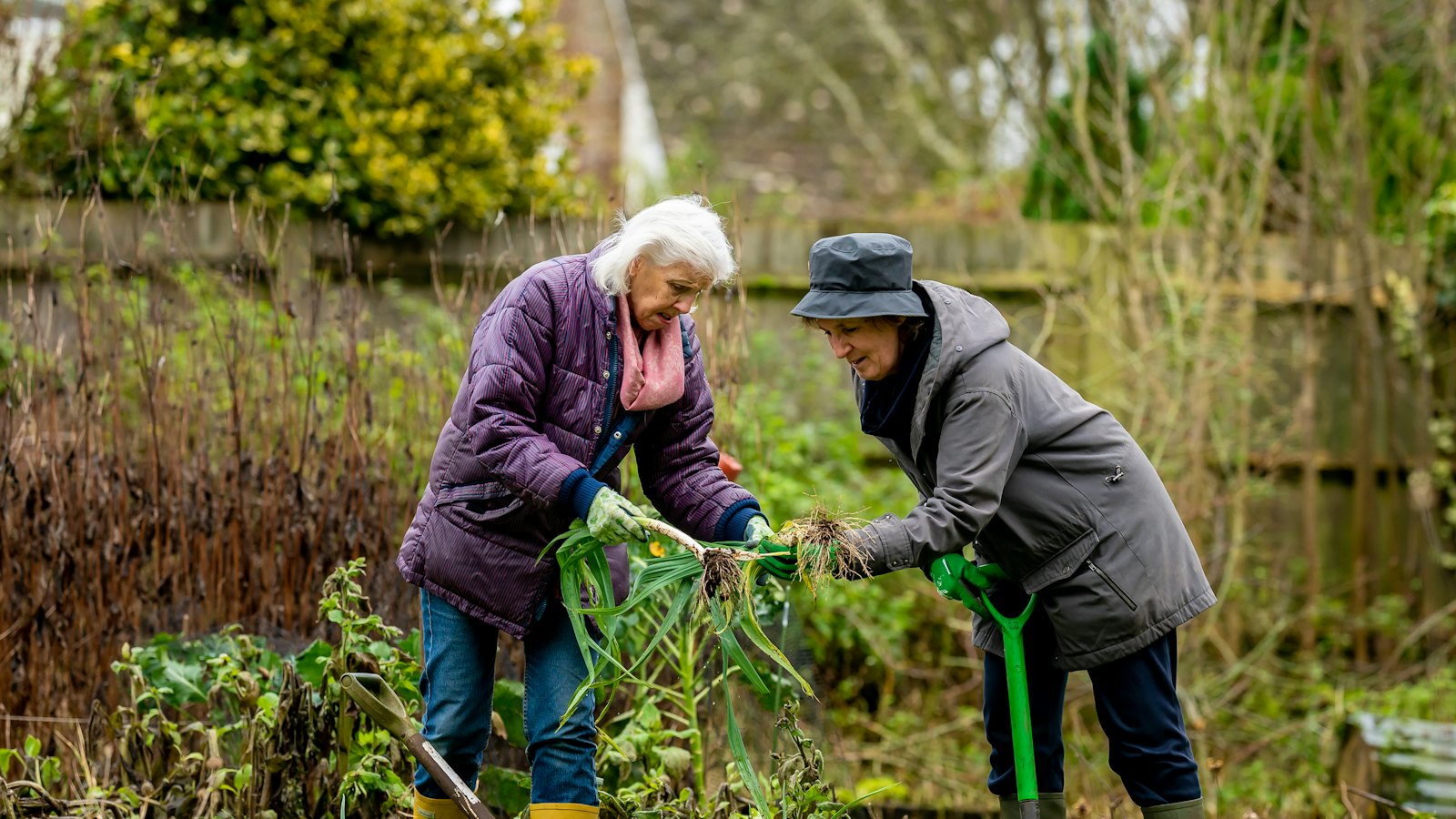Two retired women working together in a vegetable garden